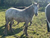3YR ROAN  FILLY HORSE ''BARBIE''