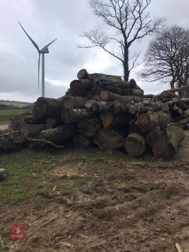 LARGE QTY OF ASH & SOME OAK TREE TRUNKS