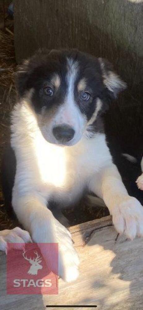 TRI-COLOUR MALE COLLIE PUPPY