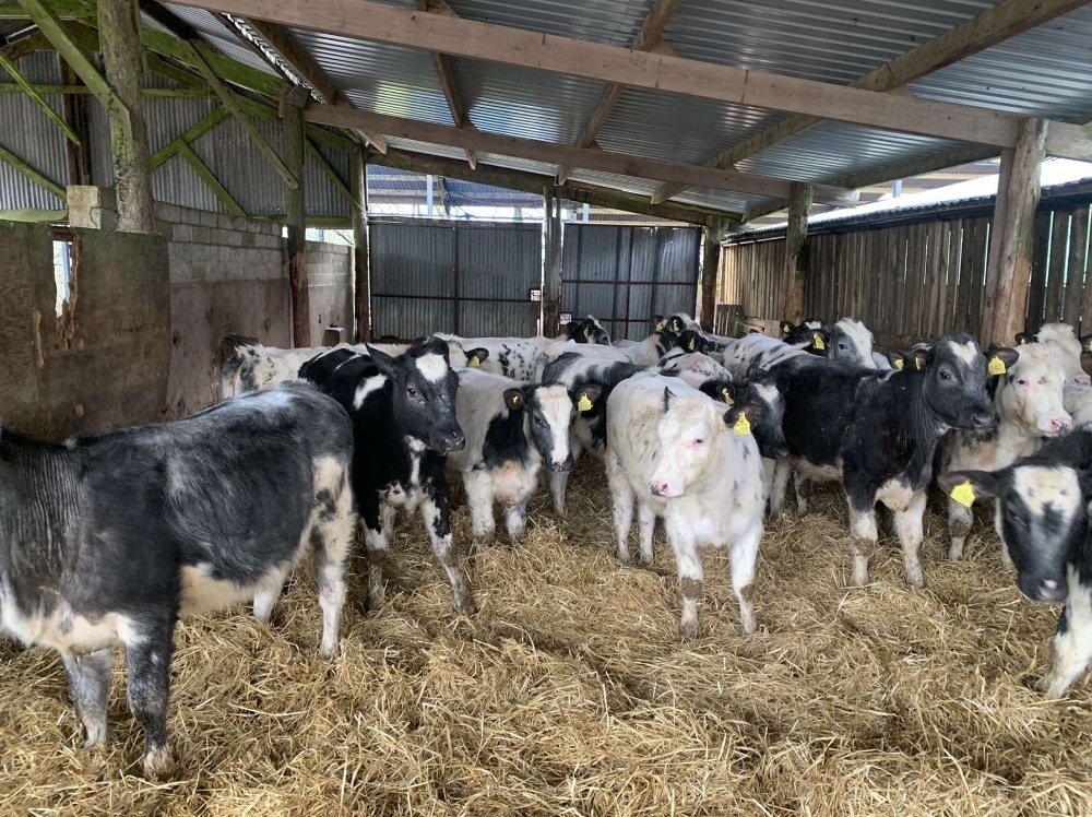 18 BRITISH BLUE X STEERS & HEIFERS