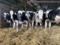 18 BRITISH BLUE X STEERS & HEIFERS - 3