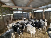 18 BRITISH BLUE X STEERS & HEIFERS - 5