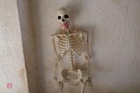 HALLOWEEN PLASTIC SKELETON - 3