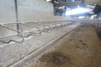 71 X DE BOER GALV COW CUBICLES - 5