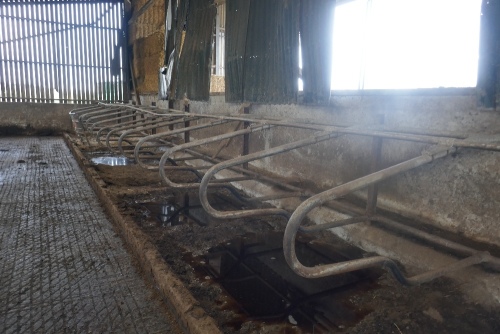 44 DE BOER GALV COW CUBICLES