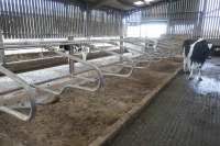 44 DE BOER GALV COW CUBICLES - 2