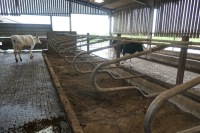 44 DE BOER GALV COW CUBICLES - 3