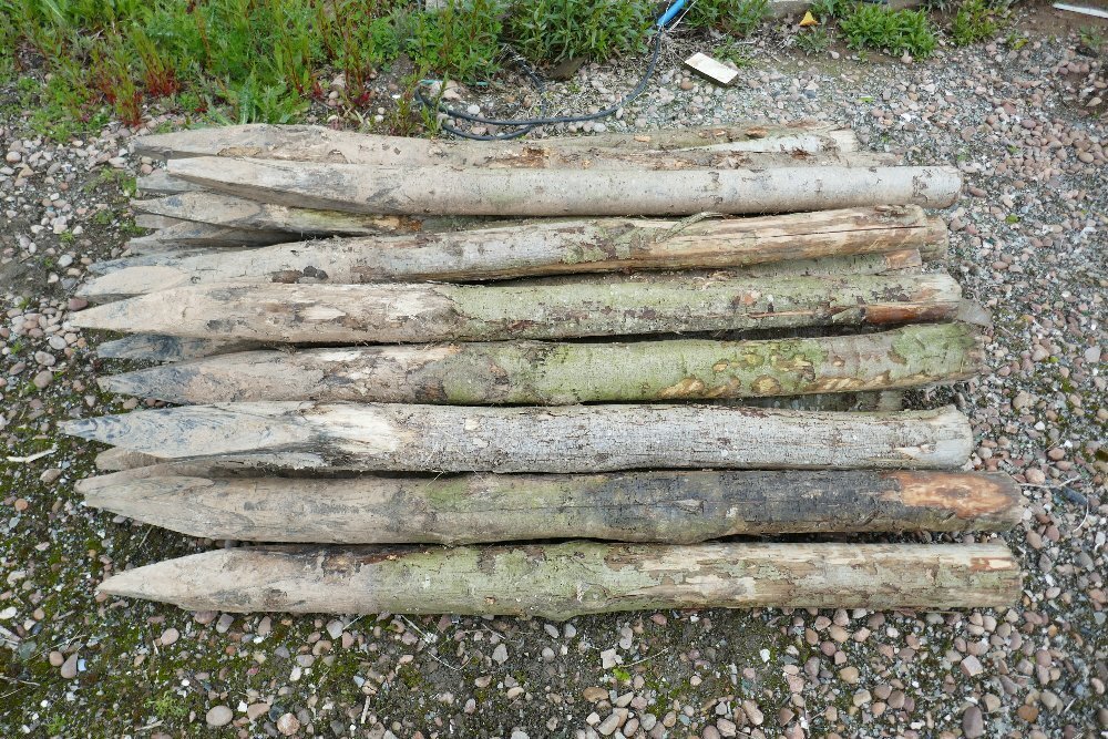 29 CHESTNUT FENCING POSTS