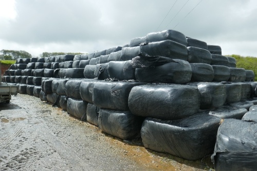 50 SQUARE BALES OF 2020 SILAGE