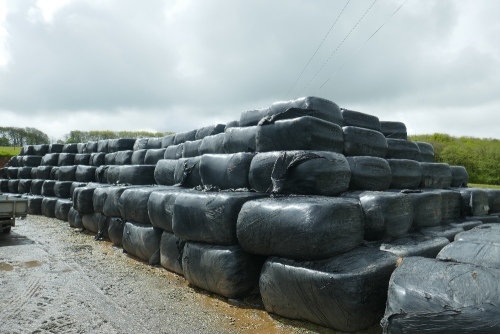 50 SQUARE BALES OF 2020 SILAGE