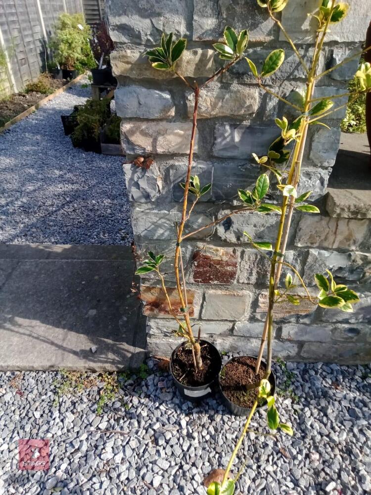 VARIEGATED POTTED HOLLY/ILEX TREES