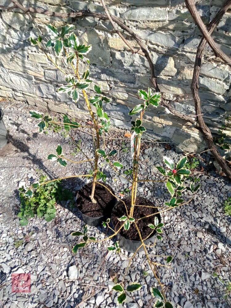 PAIR OF HOLLY TREES