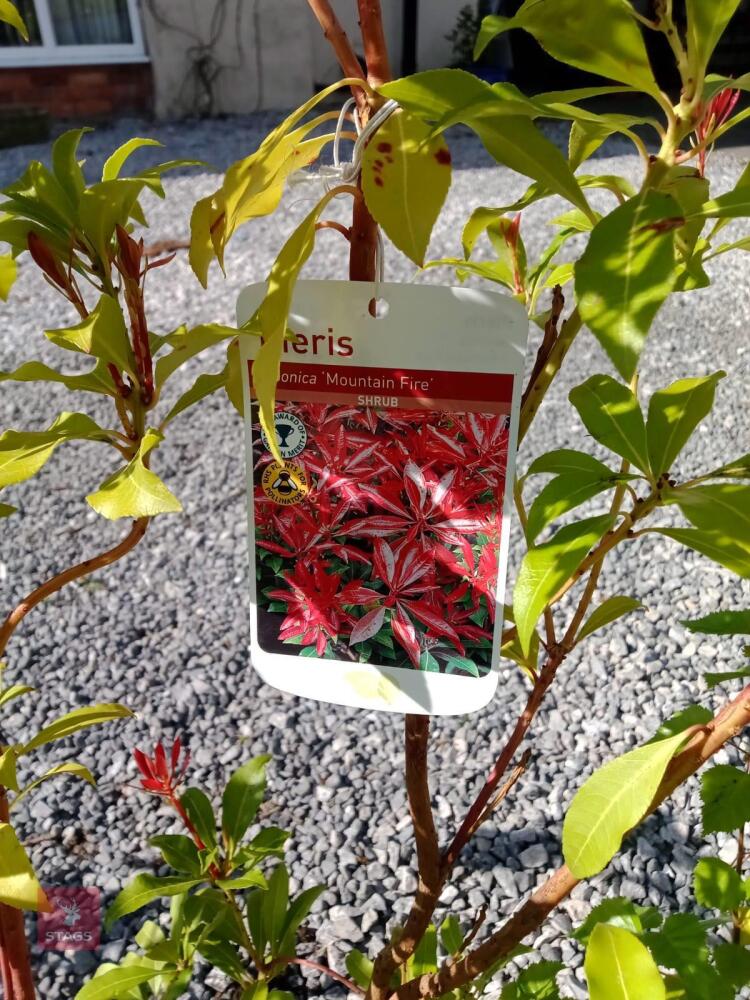 3 EUONYMUS SHRUBS