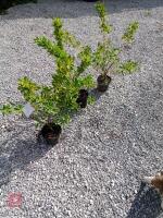 3 EUONYMUS SHRUBS - 2