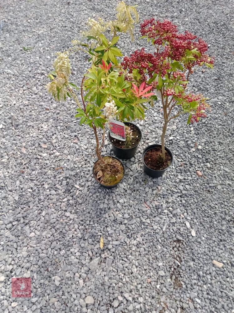 3 ESTABLISHED PIERIS SHRUBS