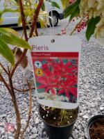 3 ESTABLISHED PIERIS SHRUBS - 2