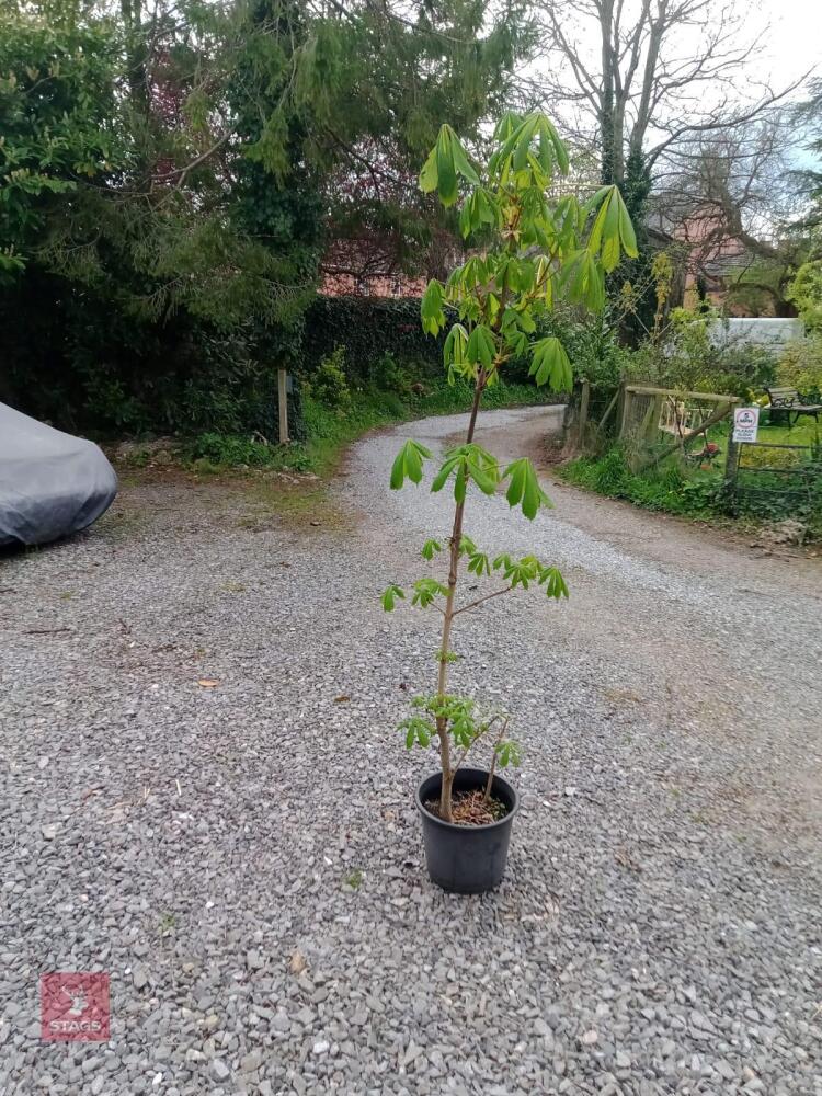 OVER 7' CONKER TREE