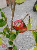 PAIR OF CAMELLIAS