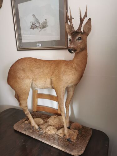 FULL MOUNTED ROE BUCK ON NATURAL BASE