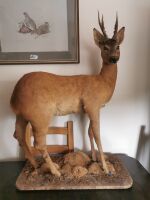 FULL MOUNTED ROE BUCK ON NATURAL BASE - 2