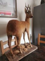 FULL MOUNTED ROE BUCK ON NATURAL BASE - 3