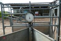 GALV CATTLE WEIGH CRUSH - 2