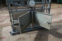 GALV CATTLE WEIGH CRUSH - 11