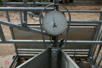 GALV CATTLE WEIGH CRUSH - 13