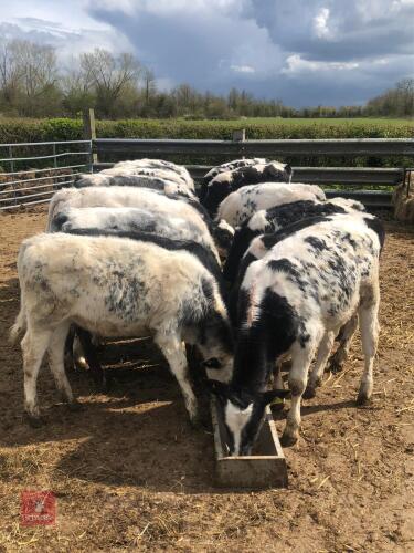 20 X 4 MONTH OLD BRITISH BLUE X HEIFERS