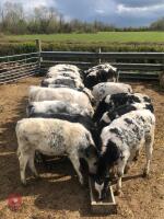 20 X 4 MONTH OLD BRITISH BLUE X HEIFERS - 2