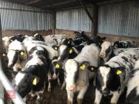 20 X 4 MONTH OLD BRITISH BLUE X HEIFERS - 3