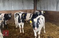 20 X 4 MONTH OLD BRITISH BLUE X HEIFERS - 5