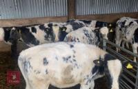 20 X 4 MONTH OLD BRITISH BLUE X HEIFERS - 6