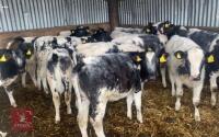 20 X 4 MONTH OLD BRITISH BLUE X HEIFERS - 7