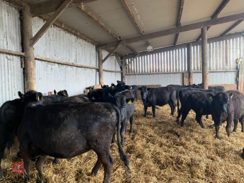 18 9-12 MONTH ABERDEEN ANGUS X STEERS