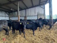 18 9-12 MONTH ABERDEEN ANGUS X STEERS - 2