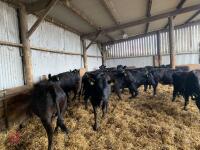 18 9-12 MONTH ABERDEEN ANGUS X STEERS - 3