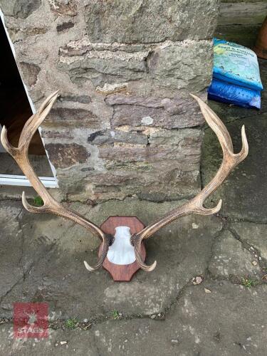 SET OF STAGS ANTLERS
