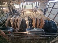 14 MIXED BREED CALVES - 2