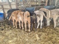 14 MIXED BREED CALVES - 4