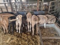 14 MIXED BREED CALVES - 5