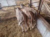 7 MIXED HEIFER/STEER CALVES - 4