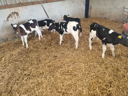 8 BRITISH FRIESIAN STEER CALVES