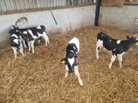 8 BRITISH FRIESIAN STEER CALVES - 2