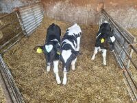 8 BRITISH FRIESIAN STEER CALVES - 4