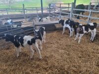 8 BRITISH FRIESIAN STEER CALVES - 7