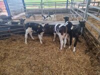 8 BRITISH FRIESIAN STEER CALVES - 8