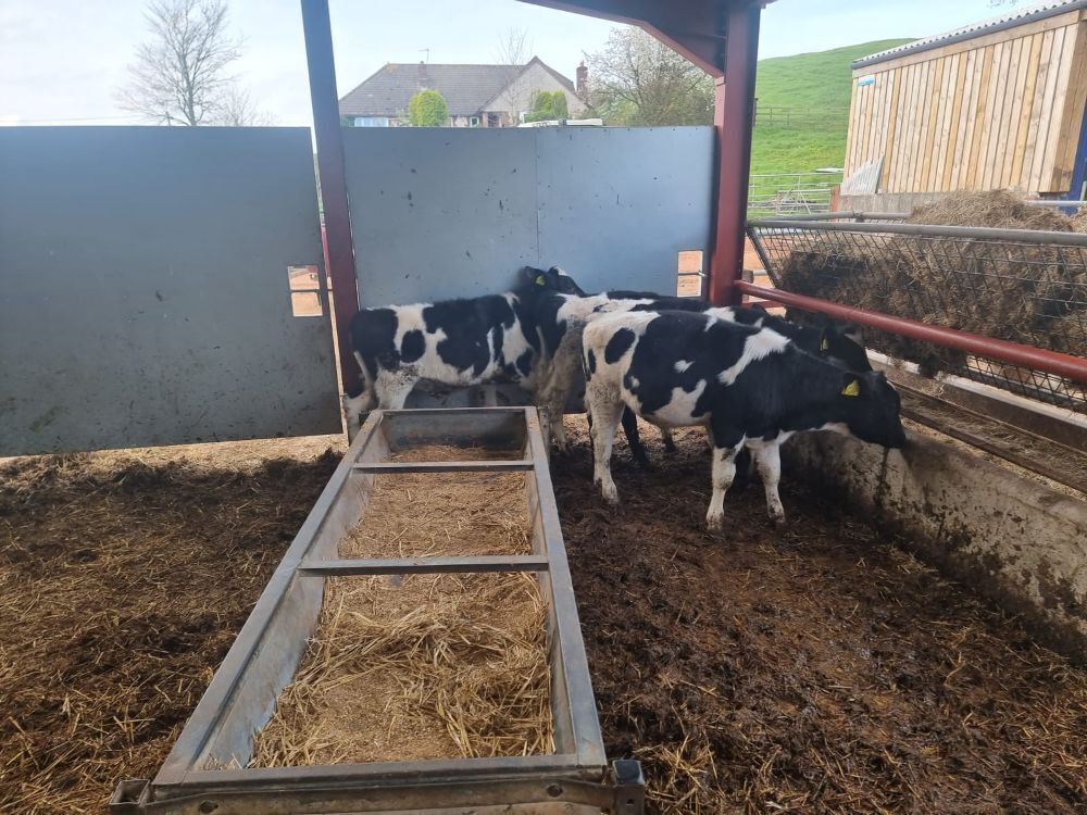 4 BRITISH FREISIAN STEER CALVES