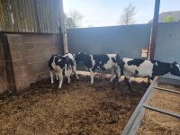 4 BRITISH FREISIAN STEER CALVES - 7