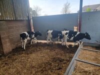 4 BRITISH FREISIAN STEER CALVES - 8